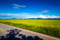 Rice Field in Uttaradit, Thailand Royalty Free Stock Photo