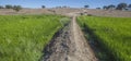 Rice field of Vegas Altas del Guadiana, Badajoz, Spain