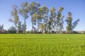 Rice field of Vegas Altas del Guadiana, Badajoz, Spain