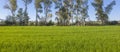 Rice field of Vegas Altas del Guadiana, Badajoz, Spain