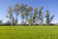 Rice field of Vegas Altas del Guadiana, Badajoz, Spain