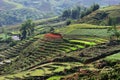 Rice field in Vietnam