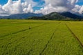 rice field view from above Royalty Free Stock Photo