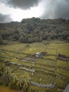 rice field view from above in the morning Royalty Free Stock Photo