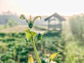 Rice field view, green farm