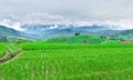 Rice field view at sunset with green rice plant being planted as a staircase in Chiang Mai, Thailand Royalty Free Stock Photo