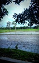 rice field view