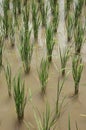 Rice Field Water Flood Paddy Seedling