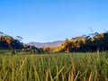 Rice field west java landscape Royalty Free Stock Photo