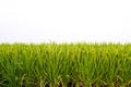 Rice field on white background Royalty Free Stock Photo