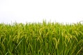 Rice field on white background Royalty Free Stock Photo