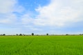 Rice field white cloud blusky Royalty Free Stock Photo