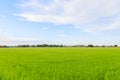 Rice field white cloud blusky Royalty Free Stock Photo