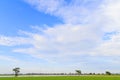 Rice field white cloud blusky Royalty Free Stock Photo