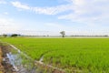 Rice field white cloud blusky Royalty Free Stock Photo