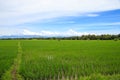 Rice field white cloud blusky Royalty Free Stock Photo