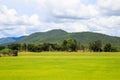 Rice field white cloud blusky Royalty Free Stock Photo