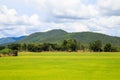 Rice field white cloud blusky Royalty Free Stock Photo