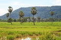 Rice field white cloud blusky Royalty Free Stock Photo