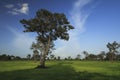 Rice field Royalty Free Stock Photo