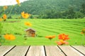 Rice green field decorated by wood texture background Royalty Free Stock Photo