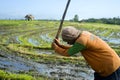 Rice field worker Royalty Free Stock Photo