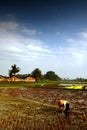 Rice field worker