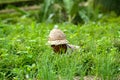 A Rice Field Worker Sits Down Between the Grass