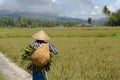 Rice field worker walking at paddy field