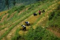 Rice field workers around Sapa, Vietnam