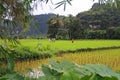 Rice Field Workers in the Harau Valley in West Sumatra, Indonesia Royalty Free Stock Photo