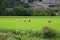 Rice Field Workers in the Harau Valley in West Sumatra, Indonesia Royalty Free Stock Photo