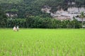 Rice Field Workers in the Harau Valley in West Sumatra, Indonesia Royalty Free Stock Photo