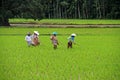 Rice Field Workers in the Harau Valley in West Sumatra, Indonesia Royalty Free Stock Photo