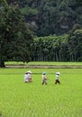 Rice Field Workers in the Harau Valley in West Sumatra, Indonesia