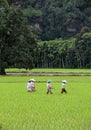 Rice Field Workers in the Harau Valley in West Sumatra, Indonesia Royalty Free Stock Photo