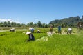 Rice field Royalty Free Stock Photo