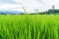 Rice field, with yellow rice seed ripe and green leaves Royalty Free Stock Photo
