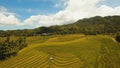 Aerial view of a rice field. Philippines, Bohol.