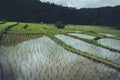 Rice field Young rice in the Asian growing season