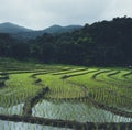 Rice field Young rice in the Asian growing season