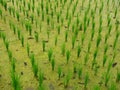 Rice field with young plants up close