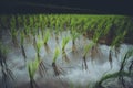 Rice field Young rice in the Asian growing season