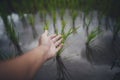 Rice field Young rice in the Asian growing season