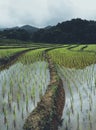 Rice field Young rice in the Asian growing season