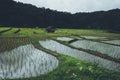 Rice field Young rice in the Asian growing season