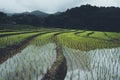 Rice field Young rice in the Asian growing season