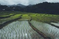 Rice field Young rice in the Asian growing season