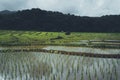 Rice field Young rice in the Asian growing season