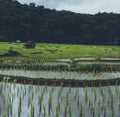 Rice field Young rice in the Asian growing season